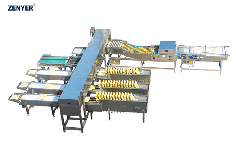 Máquina de clasificación de huevos ZYF-DAS6-3ZP  (107)
